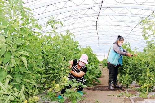 五大連池農(nóng)場小暑節(jié)氣田管忙