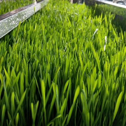 青泓農(nóng)業(yè) 自動(dòng)化水培青綠牧草設(shè)備服務(wù)商_濰坊青泓農(nóng)業(yè)科技有限公司