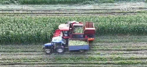 科技賦能讓鮮食玉米的 鮮 得到最直觀體現