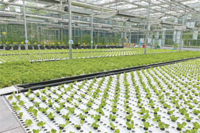 持續(xù)做強農(nóng)業(yè)&ldquo;芯片&rdquo; 2022年武漢種博會在黃陂開幕