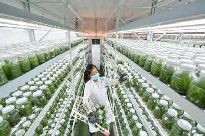 代表委員熱議科技創(chuàng)新:以高水平科技自立自強賦能農(nóng)業(yè)農(nóng)村高質(zhì)量發(fā)展