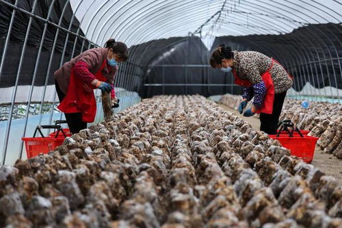 開足馬力 產(chǎn)業(yè)賦能 譙 見未來