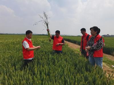 我院邀請(qǐng)河南省植物病理學(xué)會(huì)專(zhuān)家到鎮(zhèn)平參加科技特派員活動(dòng)