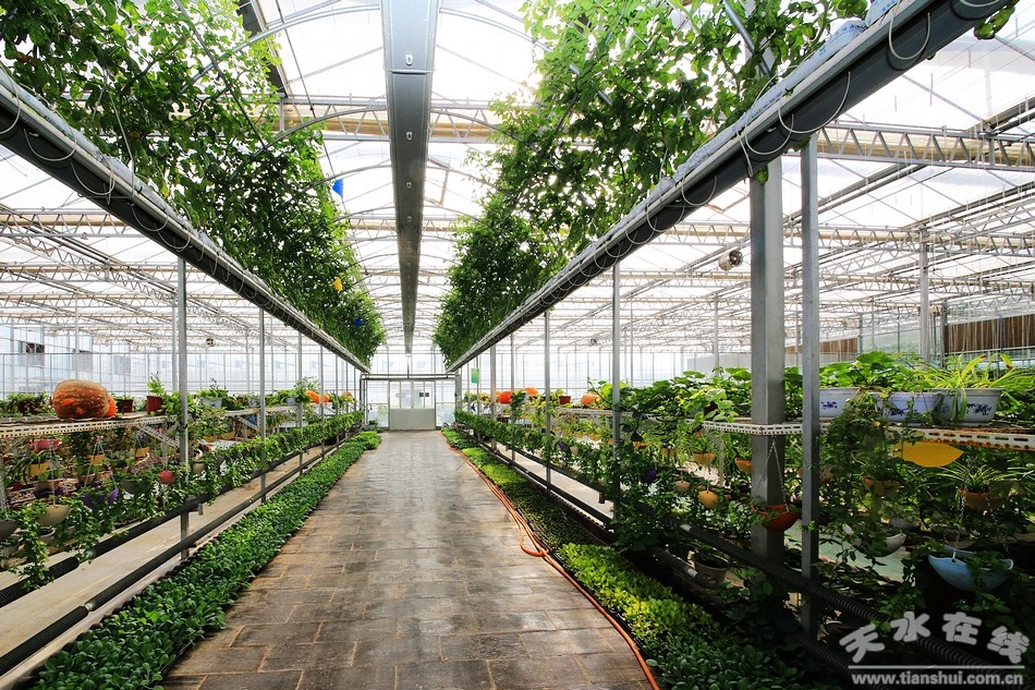 天水在線再次走進(jìn)武山蔬菜科技示范園采訪(圖)--天水在線