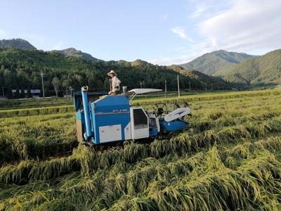 開善鄉(xiāng):社會(huì)化服務(wù)添&ldquo;三劑&rdquo;,利農(nóng)富村強(qiáng)農(nóng)業(yè)