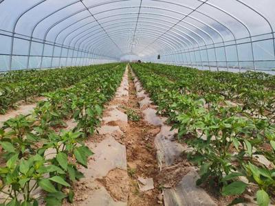 彭陽(yáng)農(nóng)業(yè)農(nóng)村局和縣科協(xié)聯(lián)合開(kāi)展農(nóng)業(yè)科技志愿者科普宣傳活動(dòng)