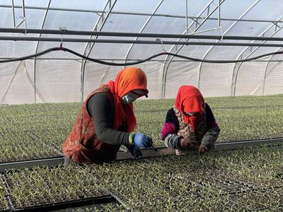 智慧農業好春景!吳忠市農業新質生產力魅力盡顯
