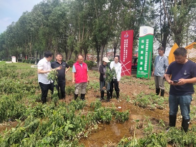 河南省科技特派員奔赴生產(chǎn)一線指導農(nóng)業(yè)抗災減災