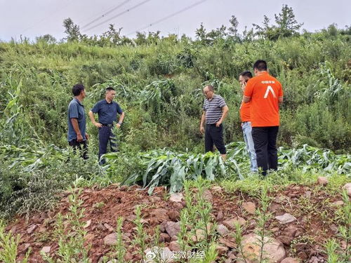 平安產(chǎn)險(xiǎn)重慶分公司 綠色通道 科技防災(zāi) 護(hù)航農(nóng)戶災(zāi)后恢復(fù)