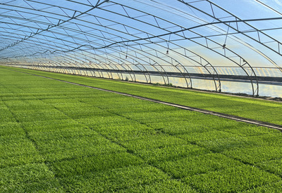 稼穡篤行 北大荒集團黑龍江八五四農場現代農業科技服務中心實習感悟